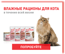 rc-feline-wet