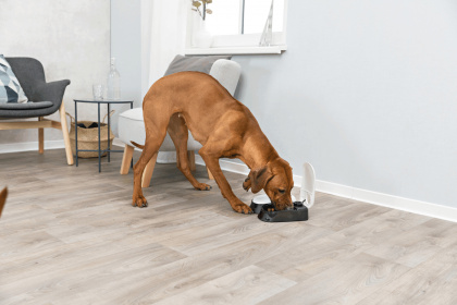 211657_PHO_PRO_DOG_01-24372-1(1)