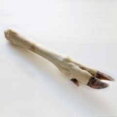 Нога сарны сушеная кальцинированная 2740